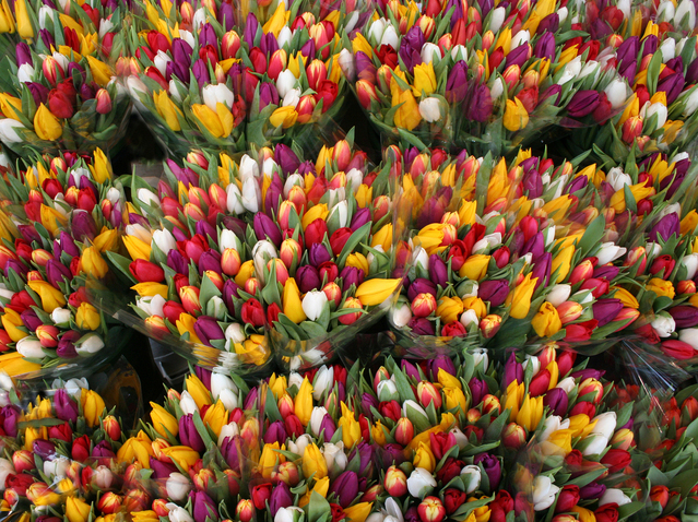 tulips-for-sale-1168927-639x477